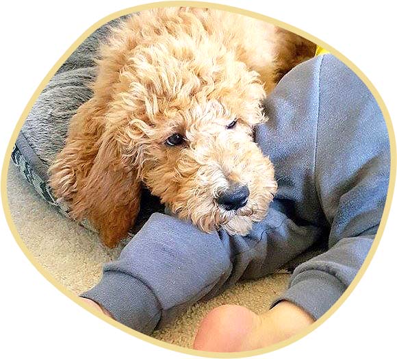 Goldendoodle Teddy Bear laying done with the kid