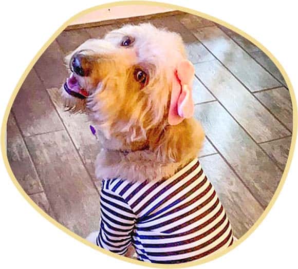 Lilliana X ceaser litter with stripe dress and pink ribbon.