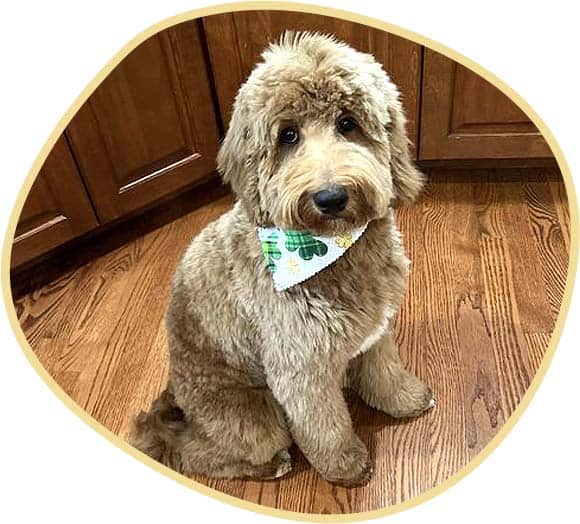 Mini goldendoodle puppy with his handkerchief.