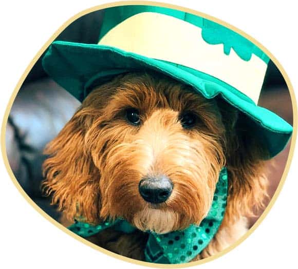 Cute Goldendoodle puppy in a green hat.