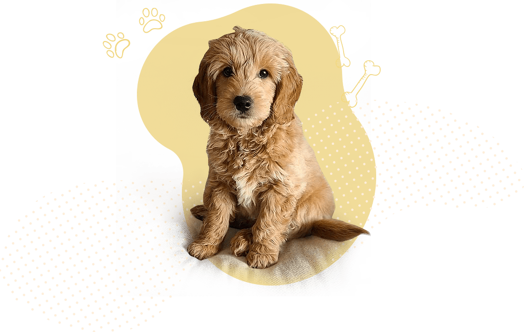 Why choose us puppy
